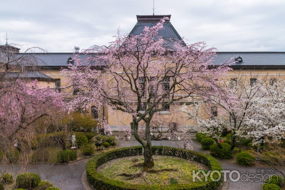 円山公園しだれ桜の孫桜、京都府庁旧本館の中庭にて