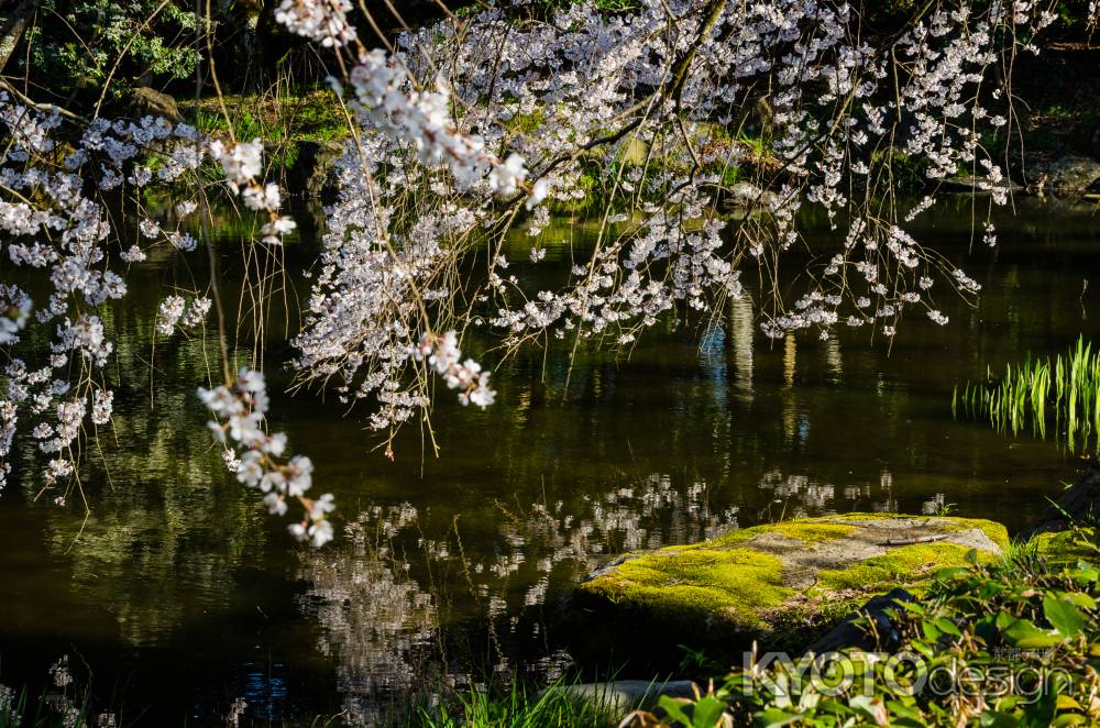 京都御苑の桜、近衛邸跡の池の畔で