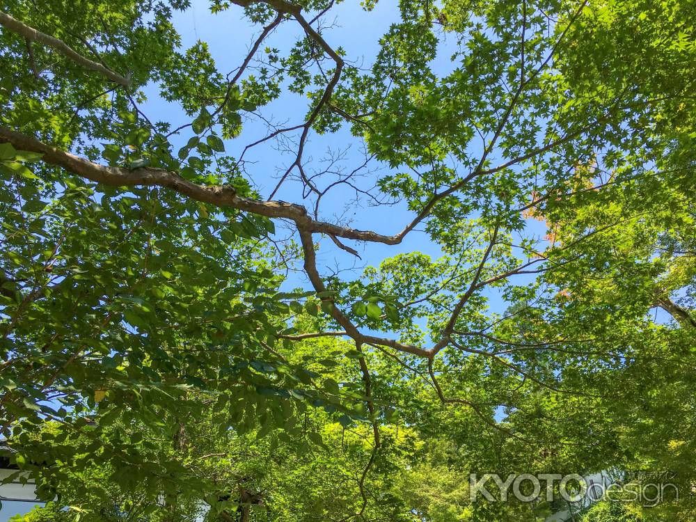 さわやかな夏空