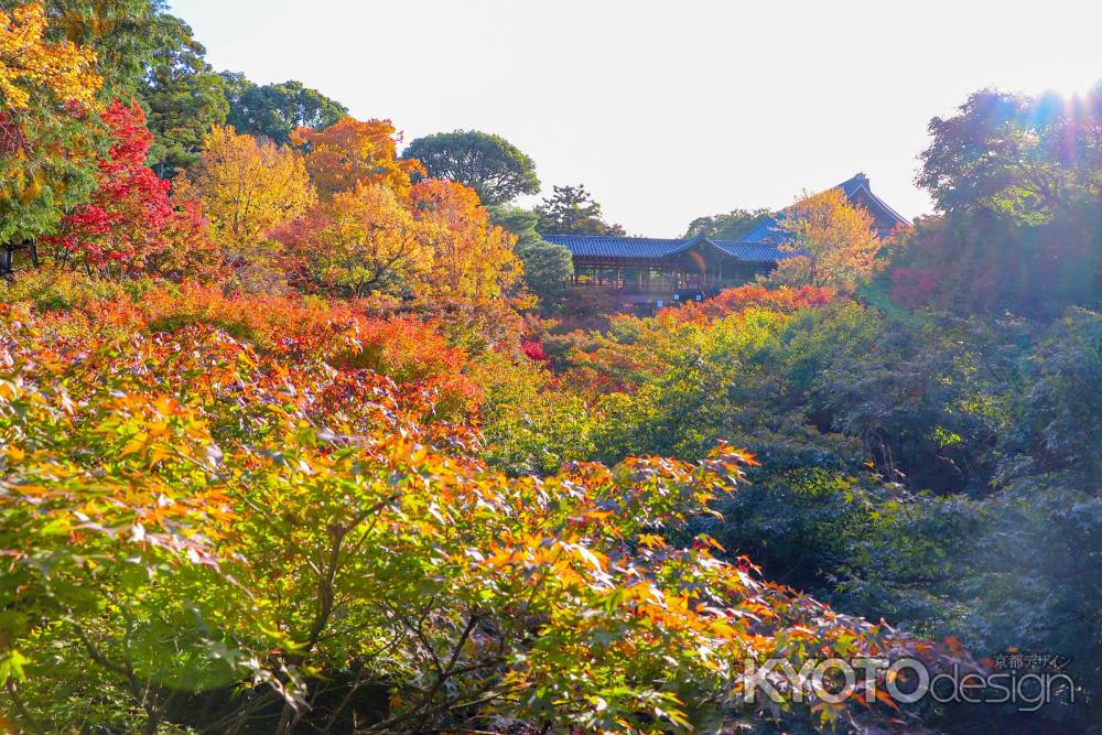 東福寺　広がる紅葉