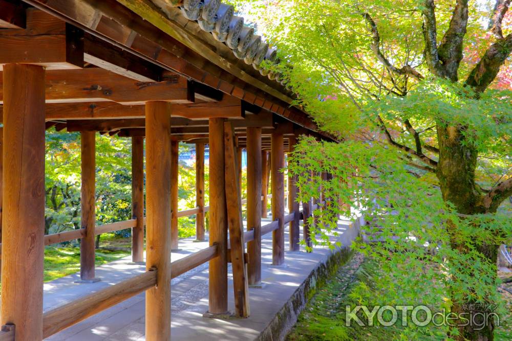 東福寺　色付く準備