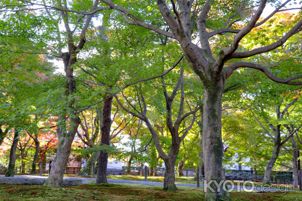 東福寺　天に伸びる枝葉
