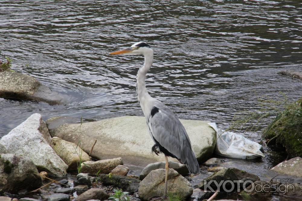 自然豊かな大原の里　②