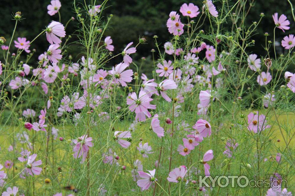 自然豊かな大原の里　⑦
