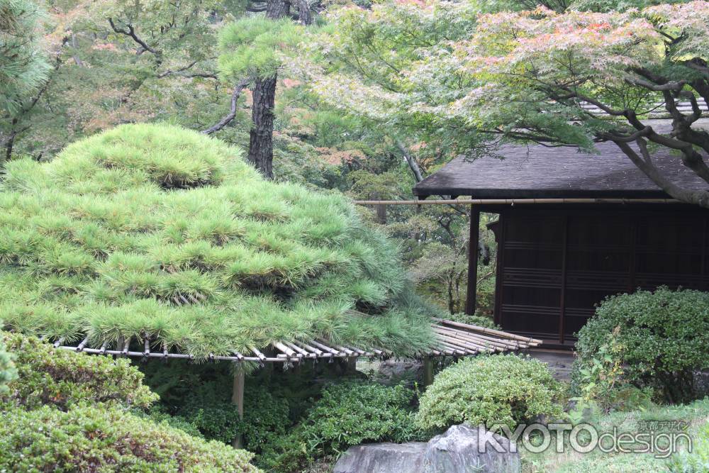 京都御所秋季一般公開　⑬