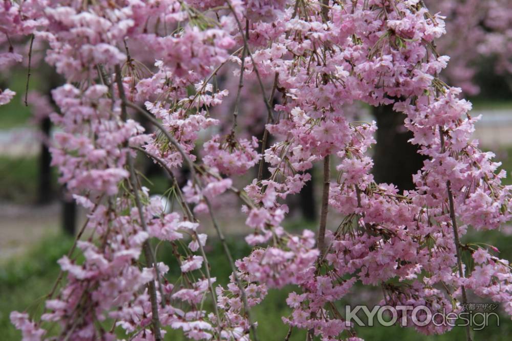 京都府立植物園　⑨