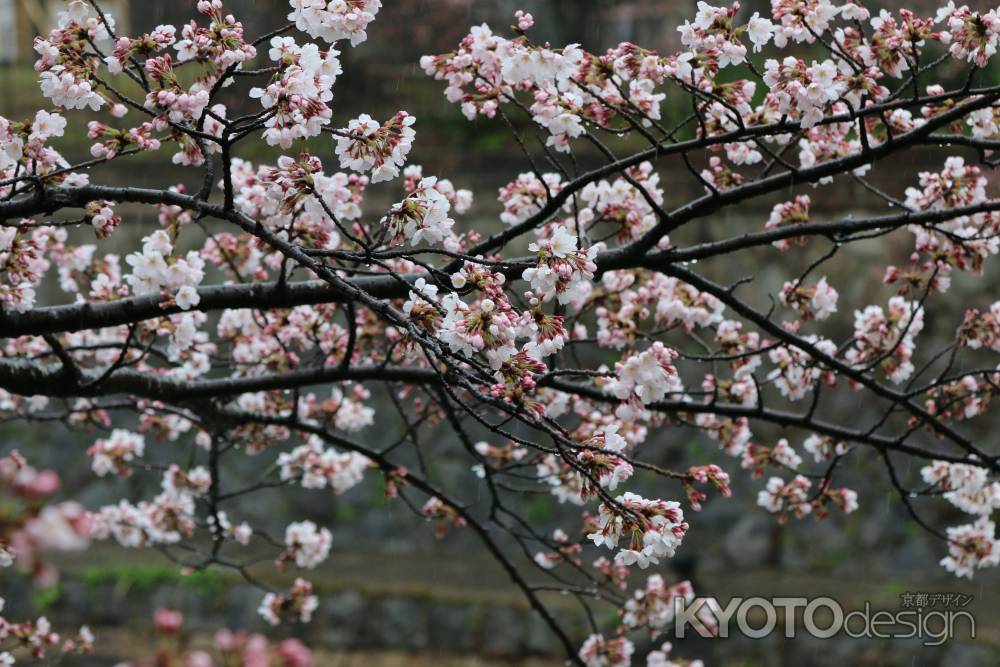 琵琶湖疏水沿いに咲く桜