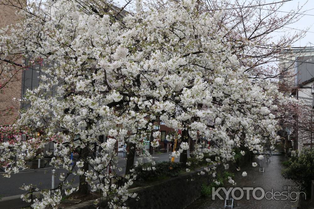 木屋町通り高瀬川と桜　①