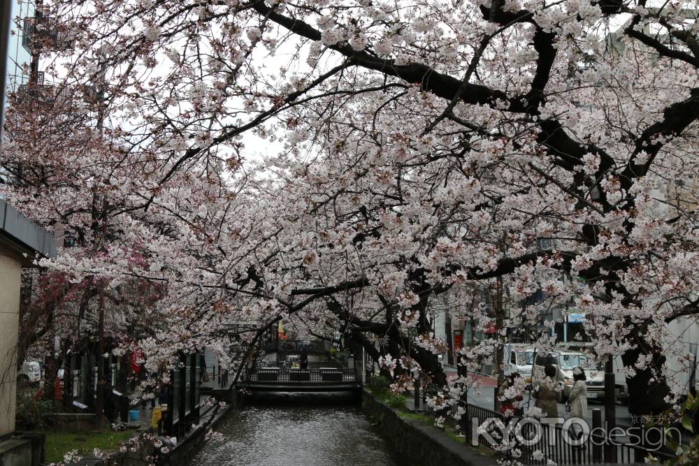 木屋町通り高瀬川と桜　②