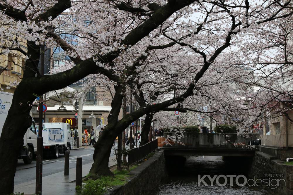 木屋町通り高瀬川と桜　③