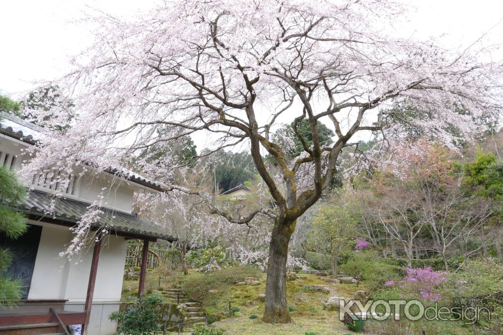 嵯峨野・常寂光寺4
