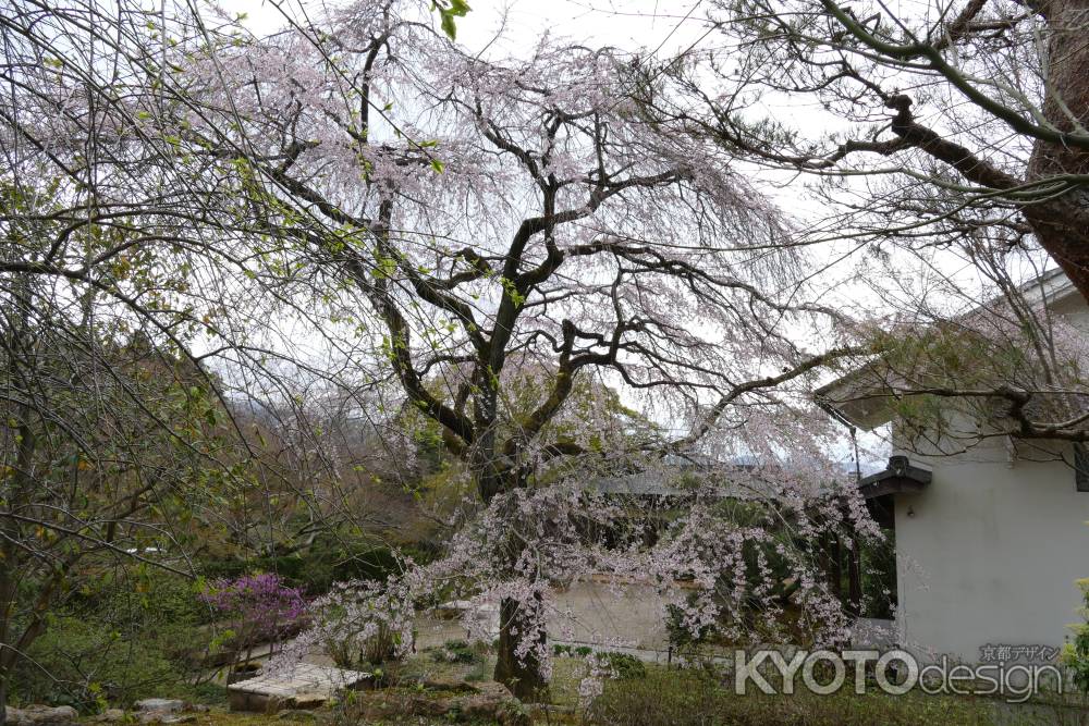 嵯峨野・常寂光寺6