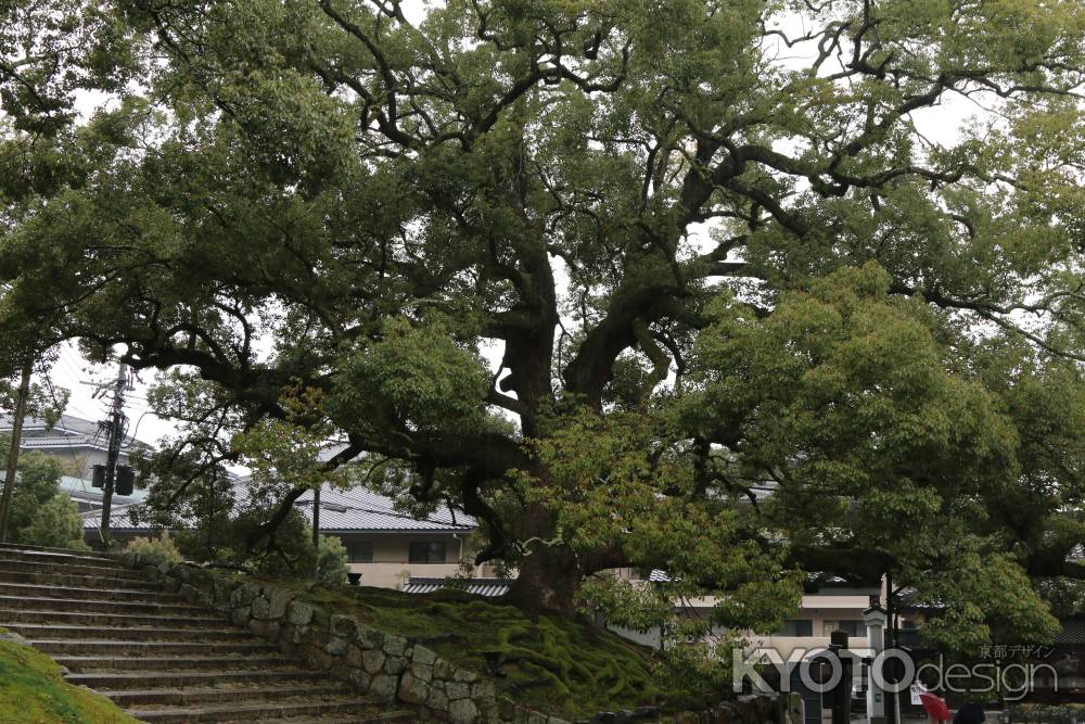 青蓮院 立派な楠木