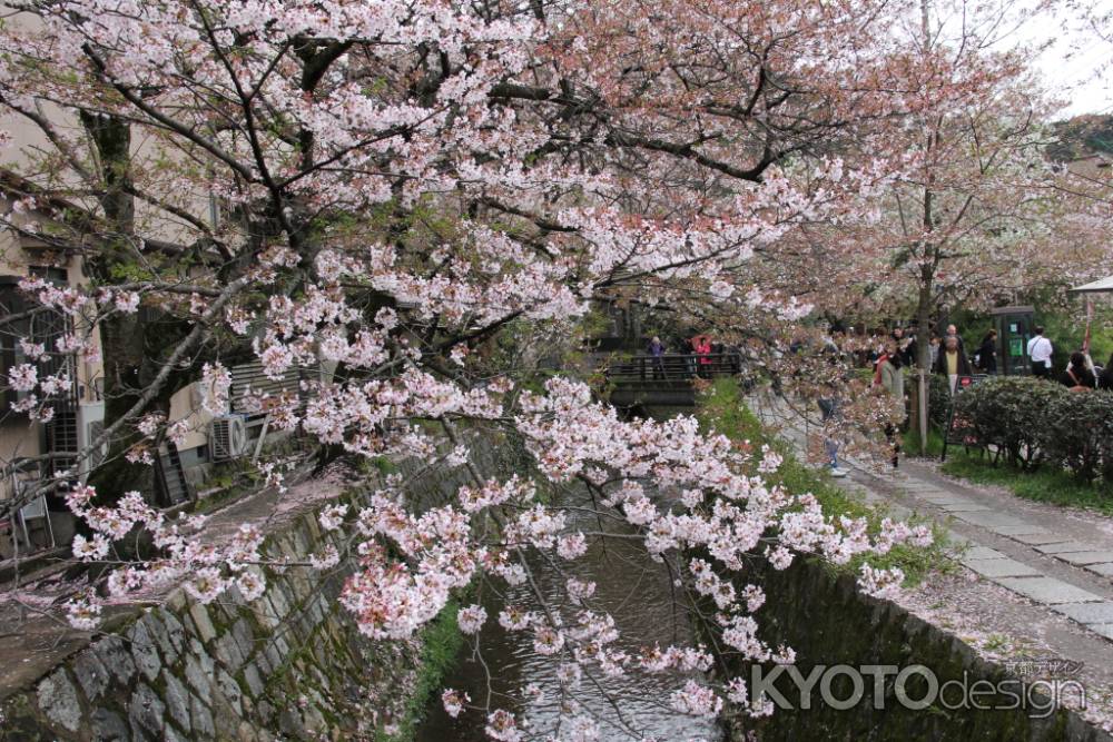 桜さく哲学の道