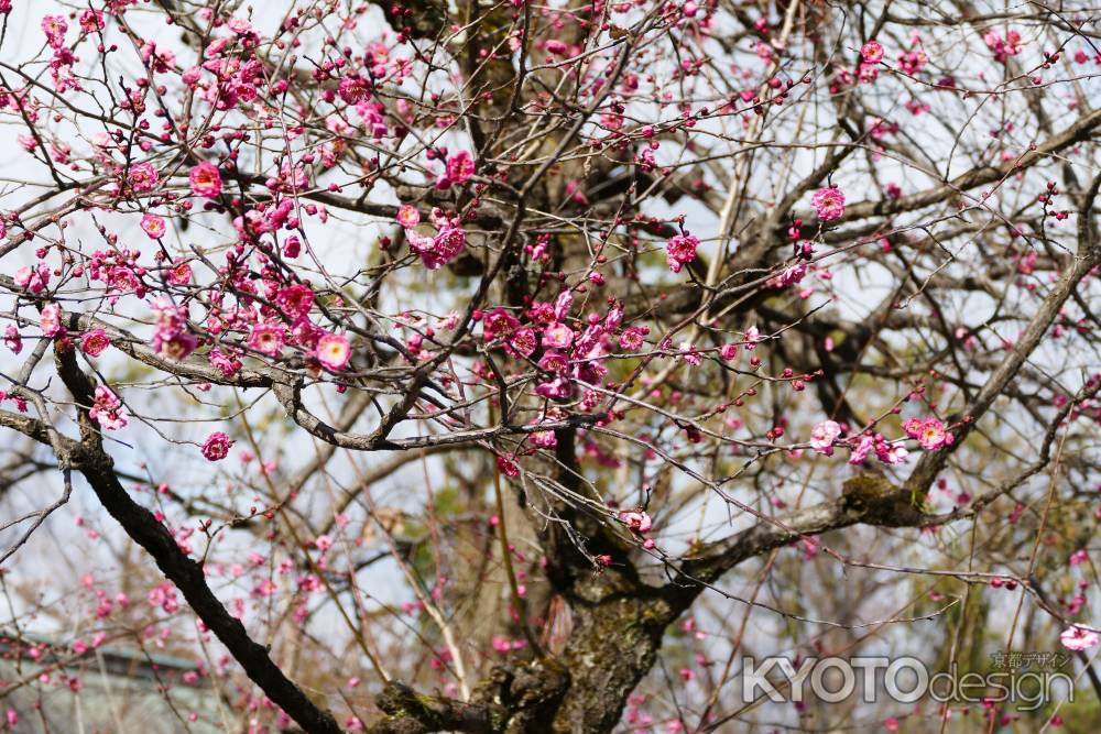 北野天満宮梅2