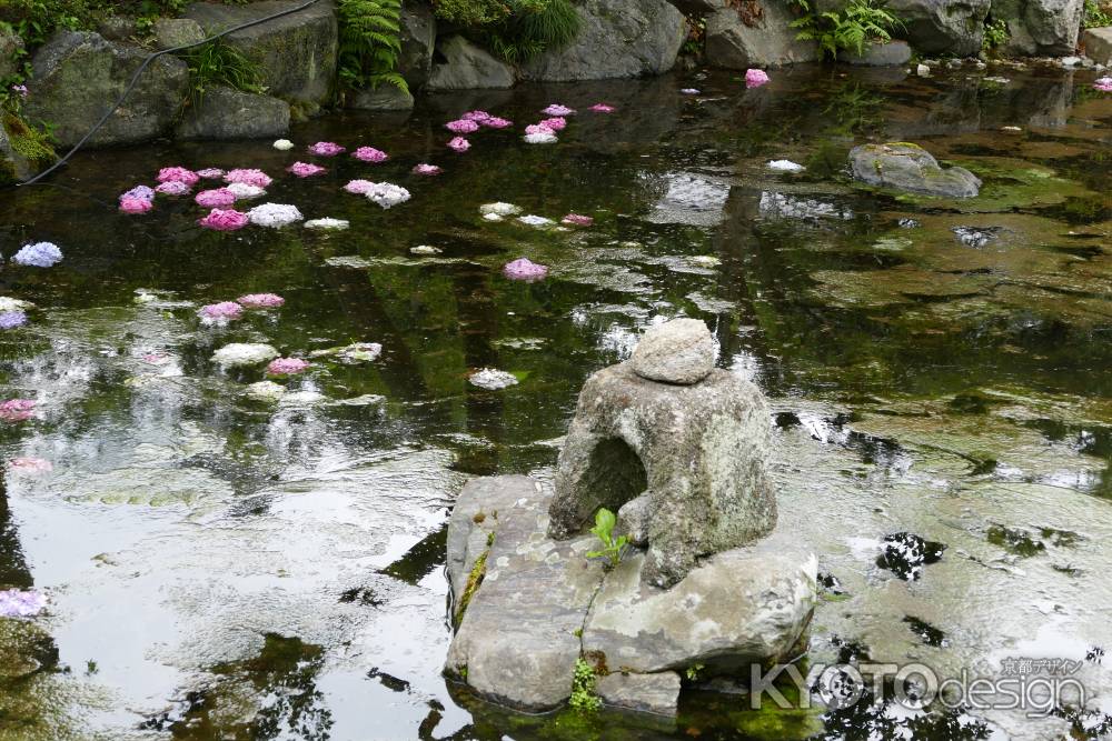 花びら浮かぶ　旧三井家下鴨別邸