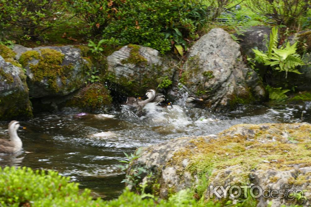 旧三井家下鴨別邸　鳥の水遊び