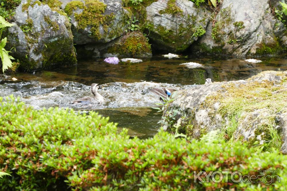 旧三井家下鴨別邸　池の鳥