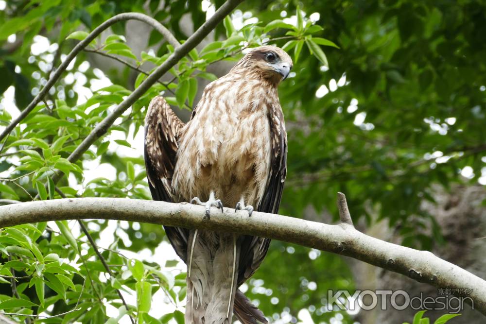 旧三井家下鴨別邸　休息中