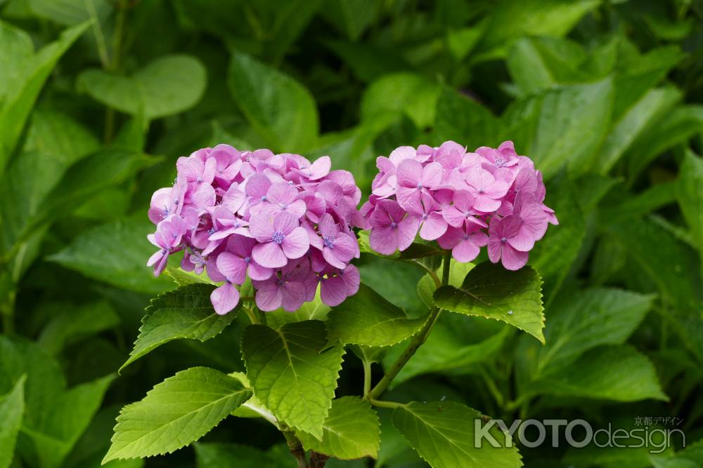 旧三井家下鴨別邸　初夏の彩り