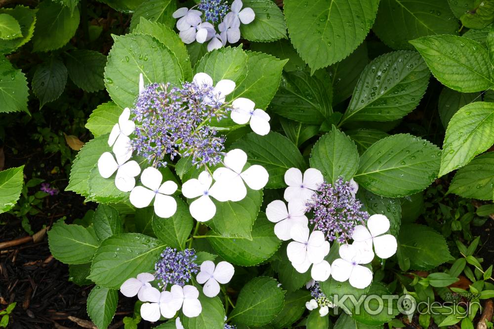 旧三井家下鴨別邸　夏の兆し