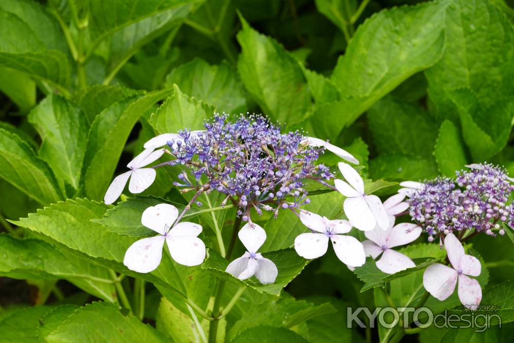 旧三井家下鴨別邸　初夏の風物詩