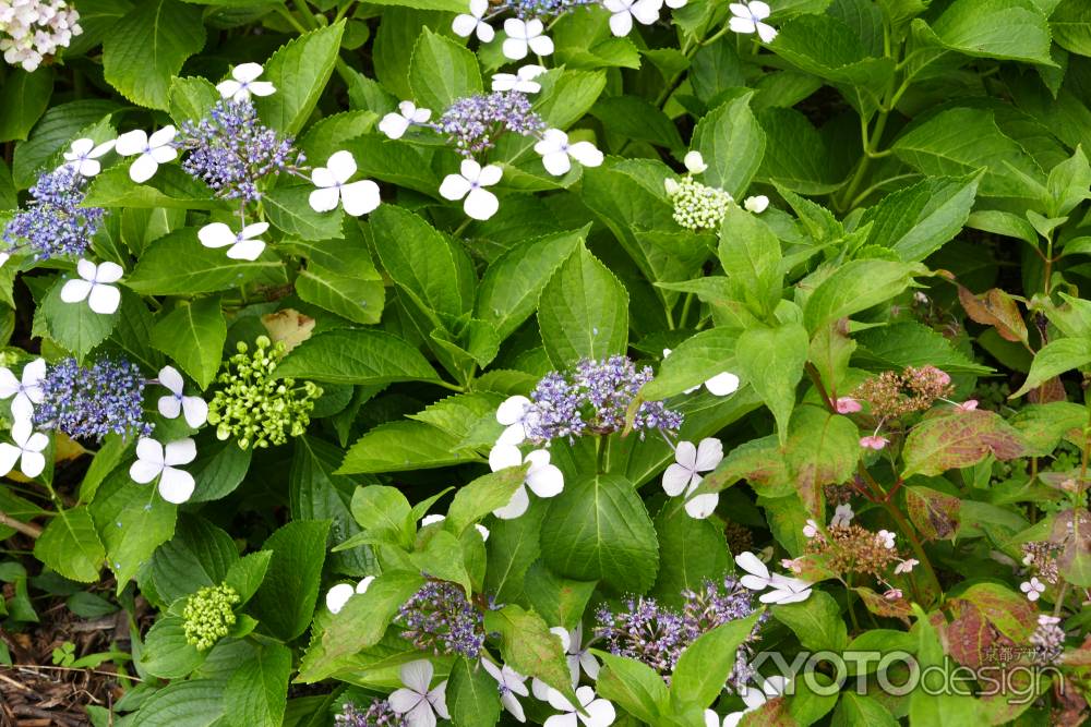 旧三井家下鴨別邸　色を散りばめる