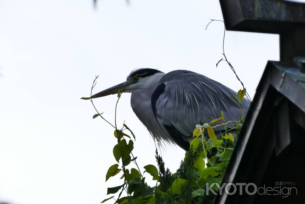 祇園東山から粟田神社