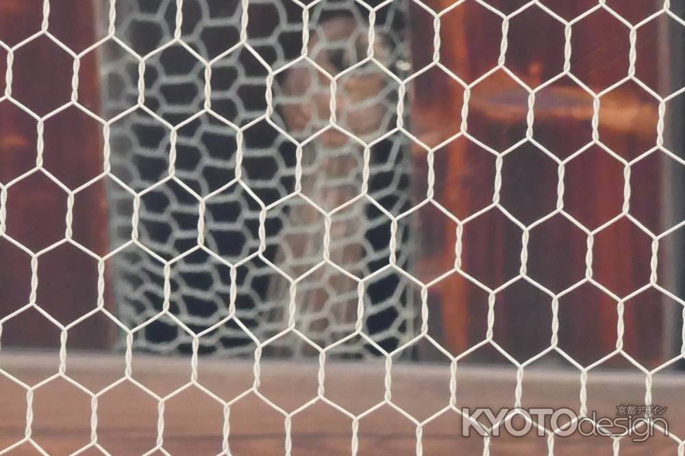 知恩院 忘れ傘2