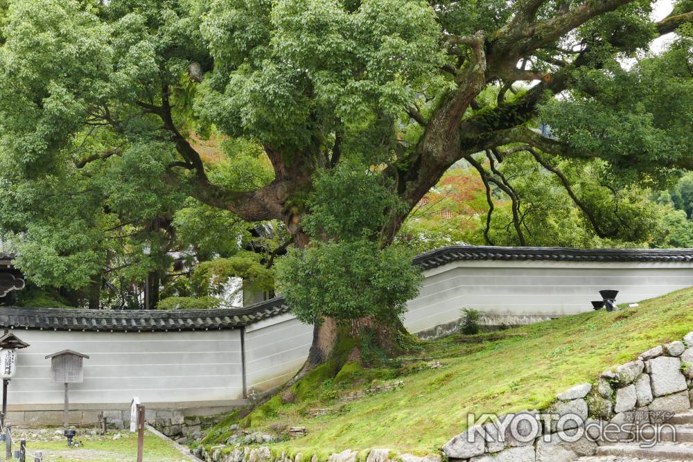 祇園東山から青蓮院3