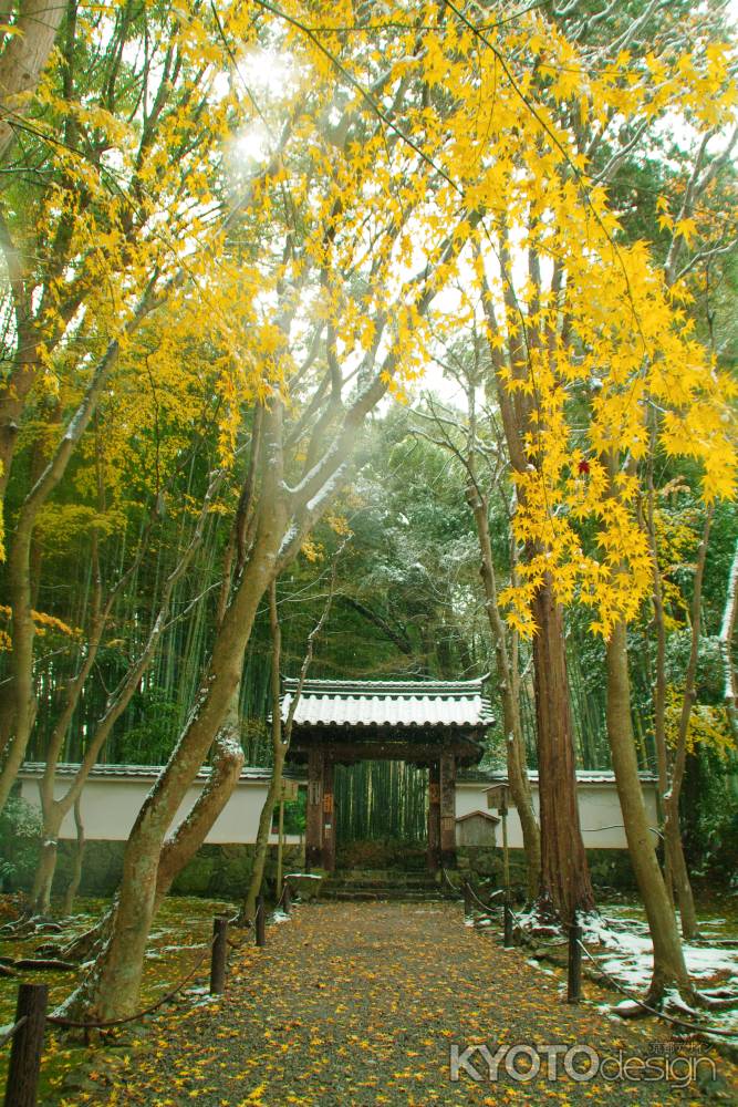 ゆきに彩られる参道