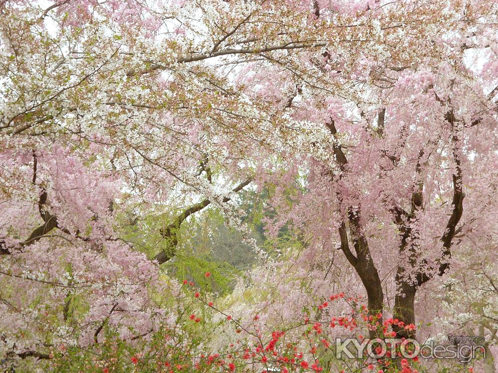 桜の園