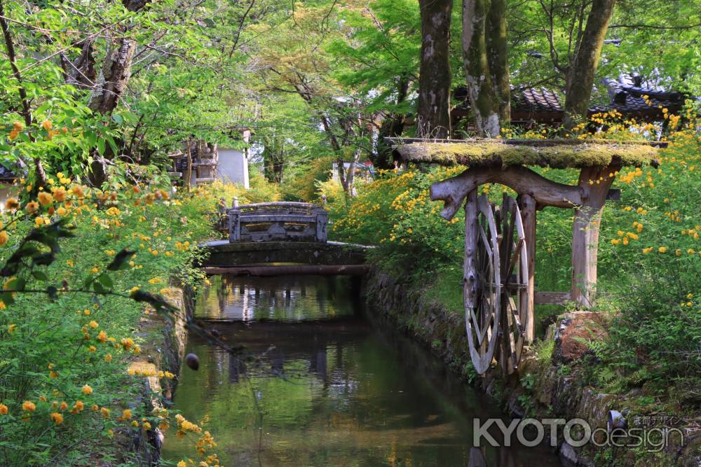 木造水車と山吹