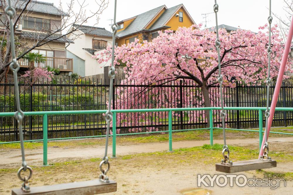 淀の桜　雨に唄って　4