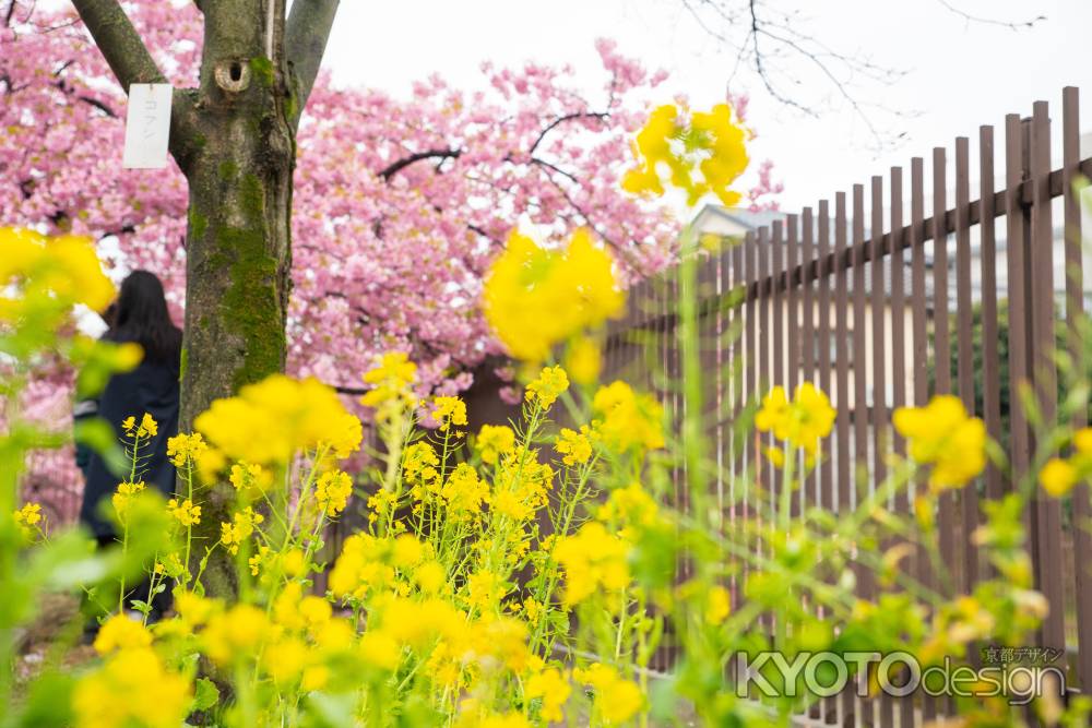 淀の桜　雨に唄って　5