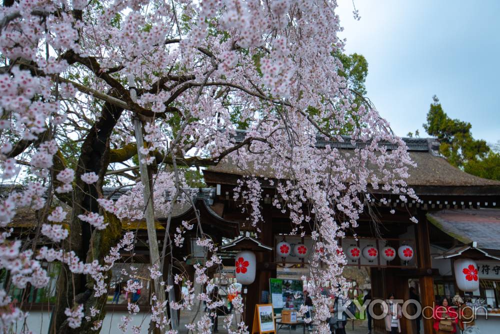 平野神社　魁桜