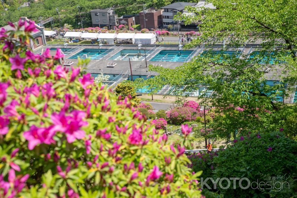 蹴上のつつじを見下ろして