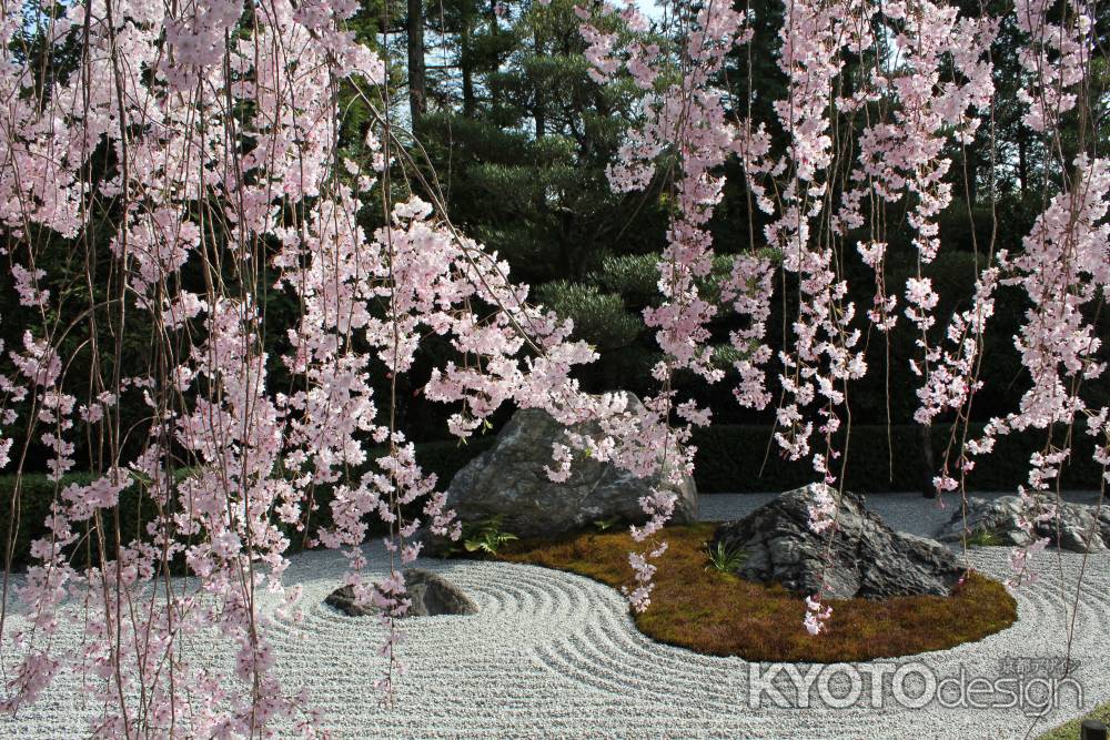 退蔵院の枝垂れ