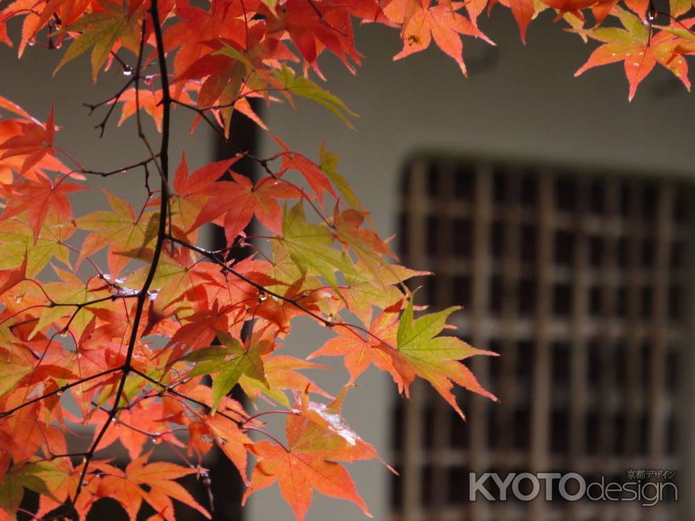 南禅寺天授庵  茶室と紅葉