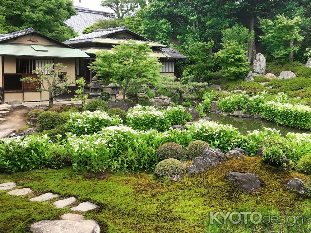 建仁寺　両足院　半夏生の庭