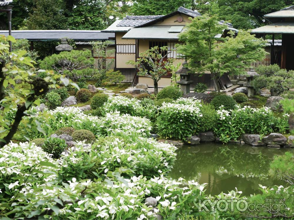建仁寺　両足院　半夏生の庭 3