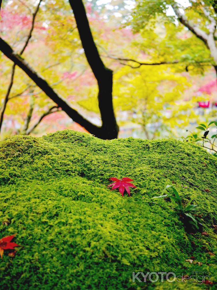 紅葉一葉　永観堂