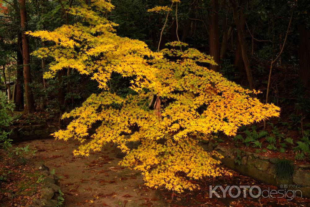 粟田神社の紅葉2