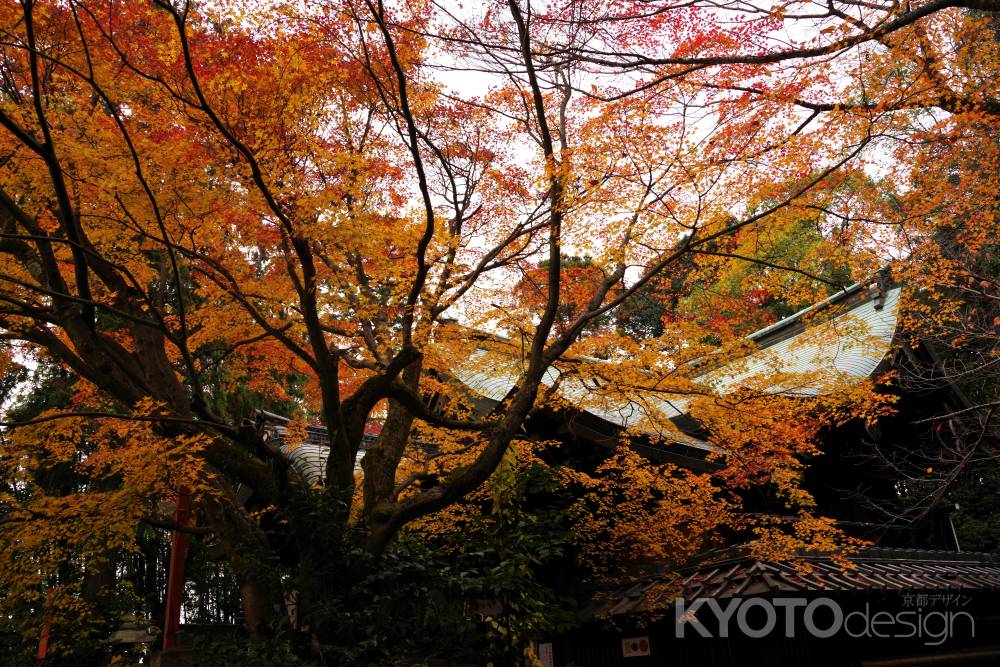 粟田神社の紅葉4