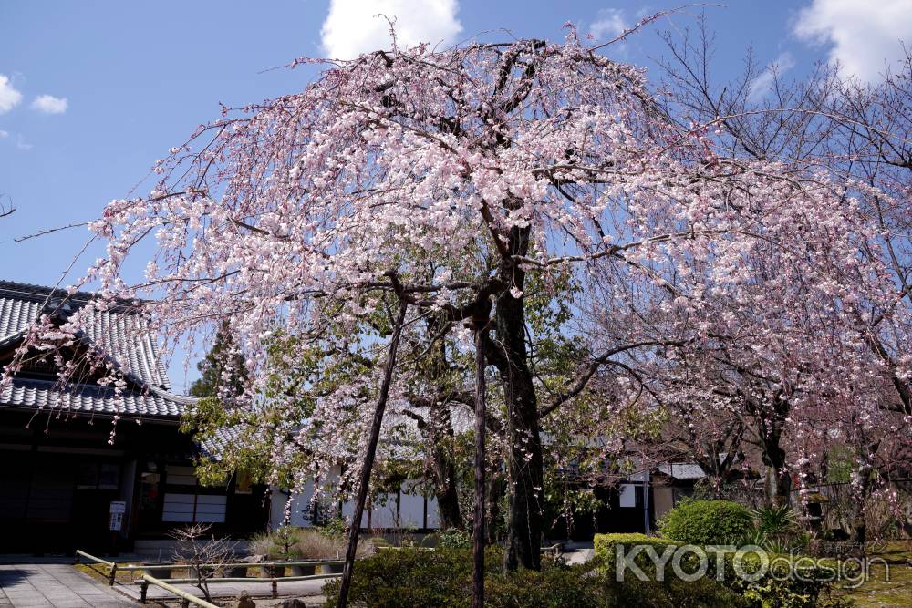 上品蓮台寺の桜