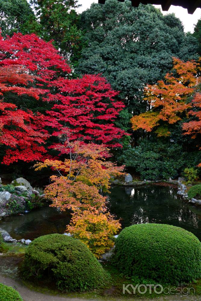 隨心院の紅葉