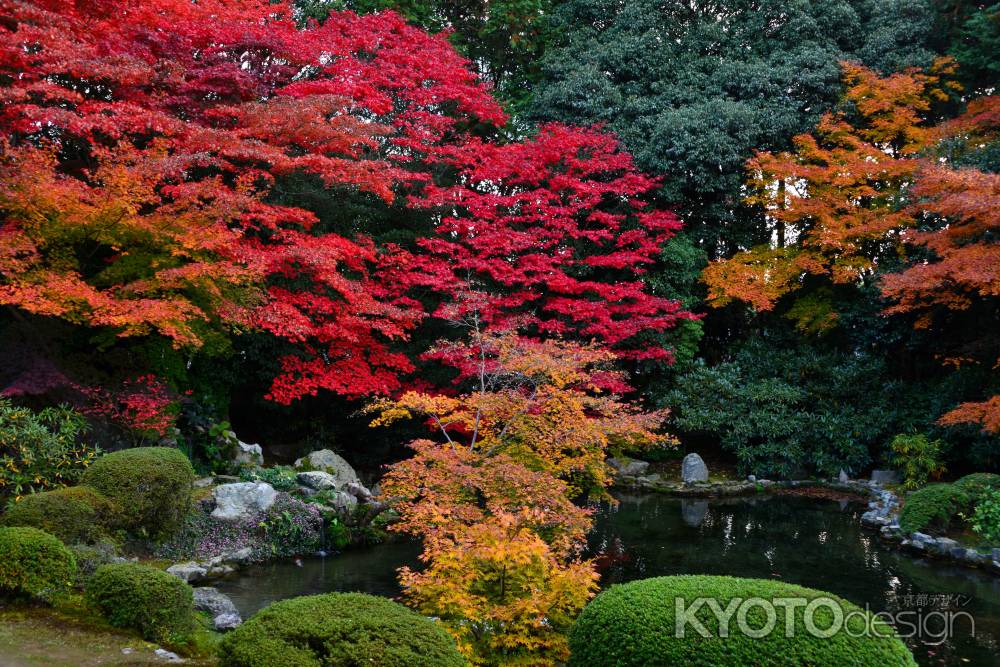 隨心院の紅葉2