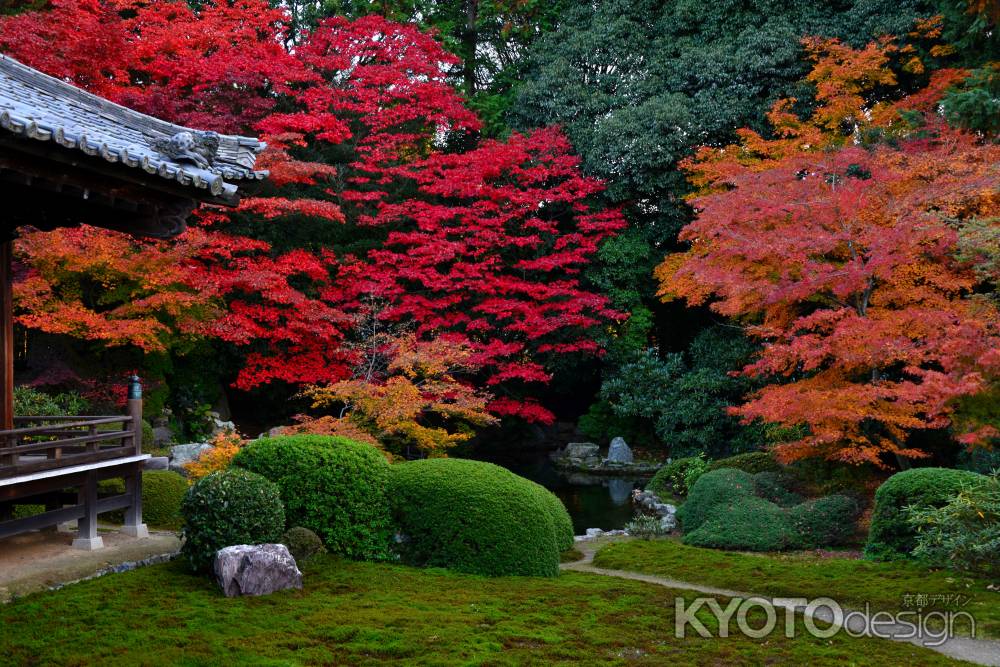 隨心院の紅葉9