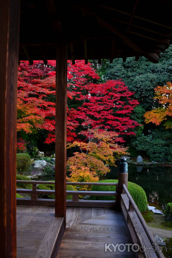 隨心院の紅葉10