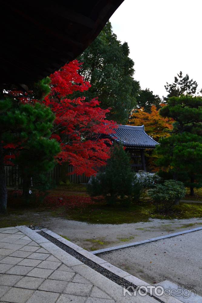 隨心院の紅葉11